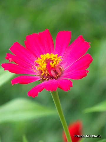 Tiny Zinnia