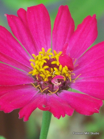 Tiny Zinnia