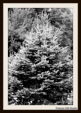 Fat Little Christmas Tree