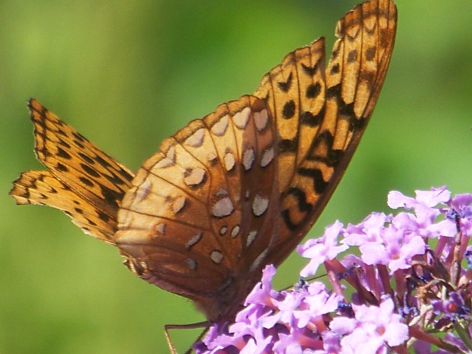 Working this Blossom