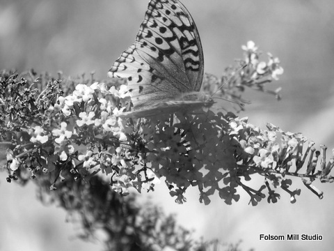 Black and White Study