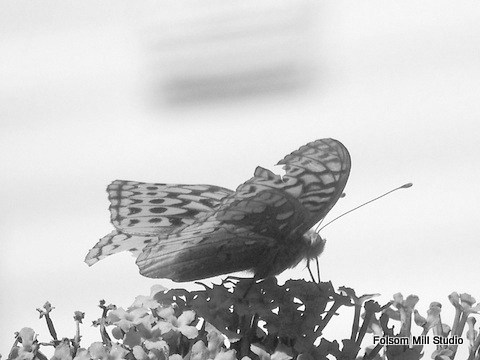 Visitor done in Black and White