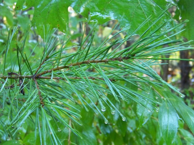 White Pine