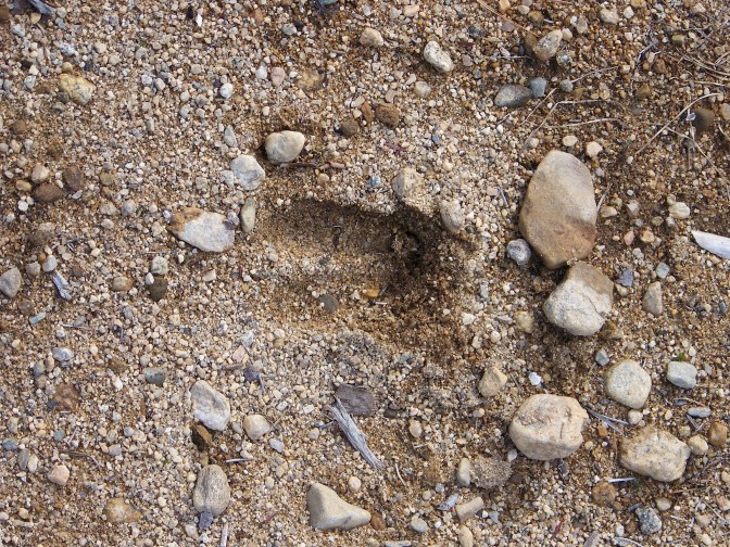 footprint