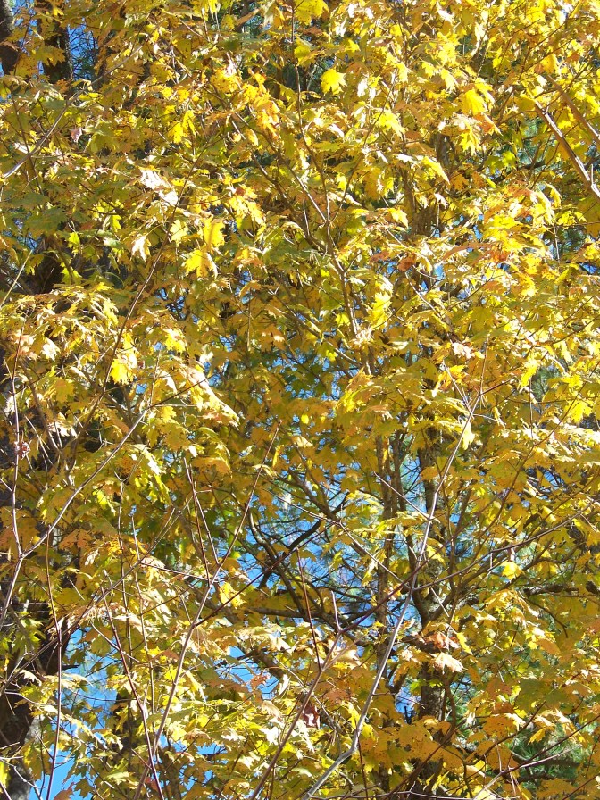 Yellow Leaves