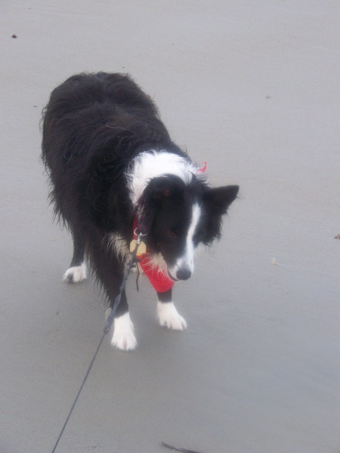 JT Our Border Collie