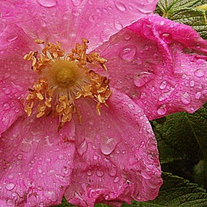 soaken wet beach rose blossom