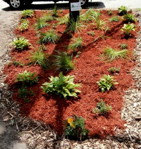 I scored FREE BARK MULCH FOR ALL OUR PROJECTS!