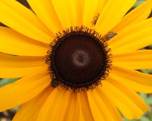 Good and close bugs are too!