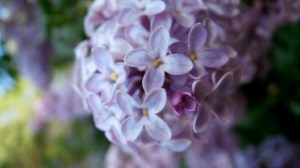 NH State Flower Lilac