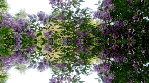 Lilac Reflections