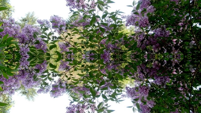 Springtime Reflections