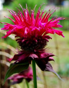 Bee Balm Blooms