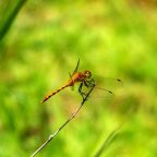 Garden Filled In and Feeds Me Daily