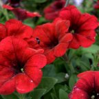 Spring Is In The Air