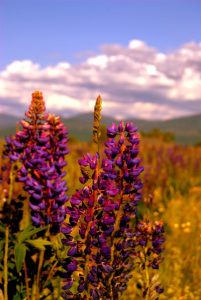 lupine in sugar hill by e.miller