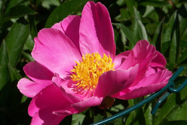 open peony photograph