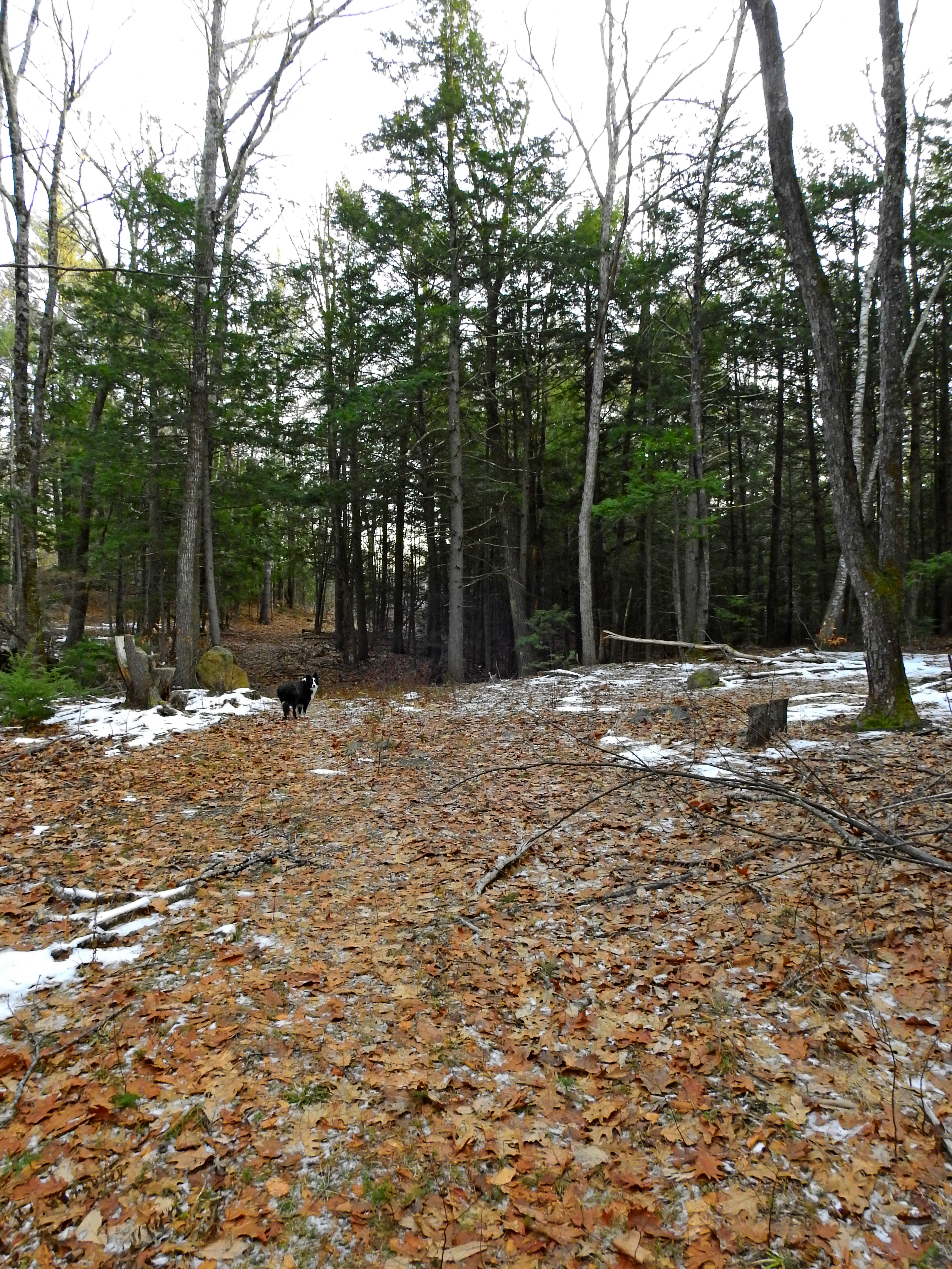 Border Collie in the woods