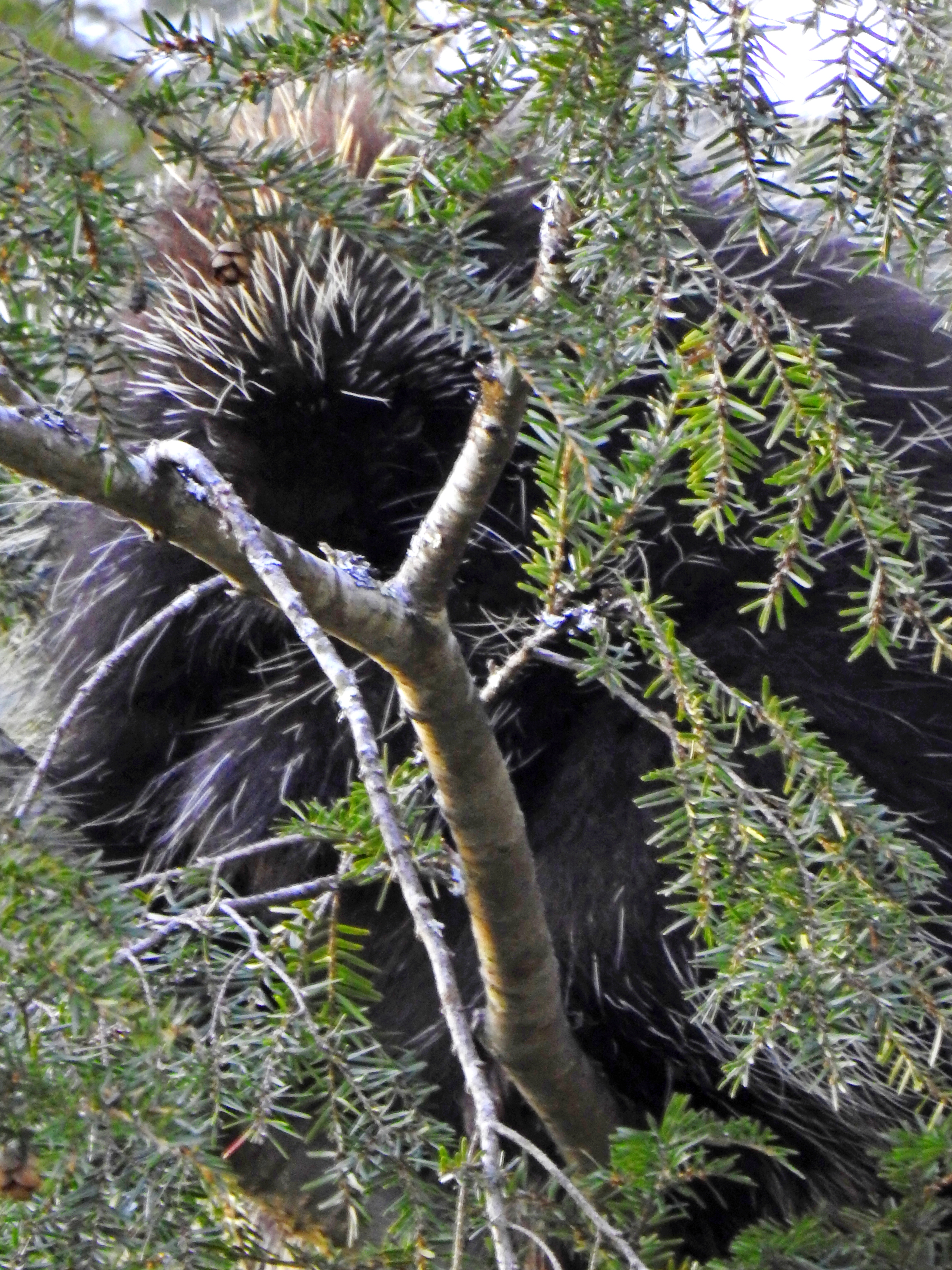 Porcupine in NH Forest