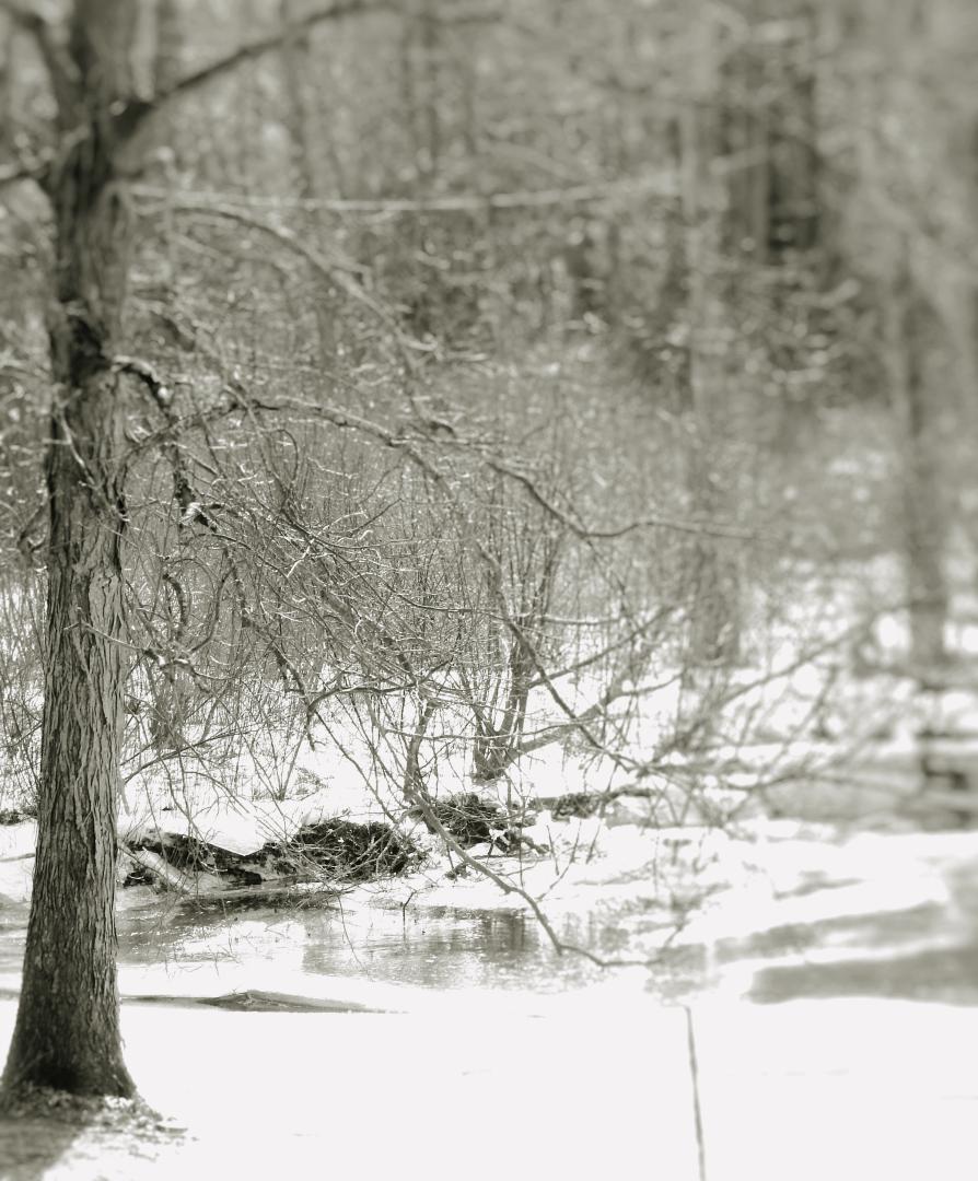 Along a frozen river that borders my land in NH