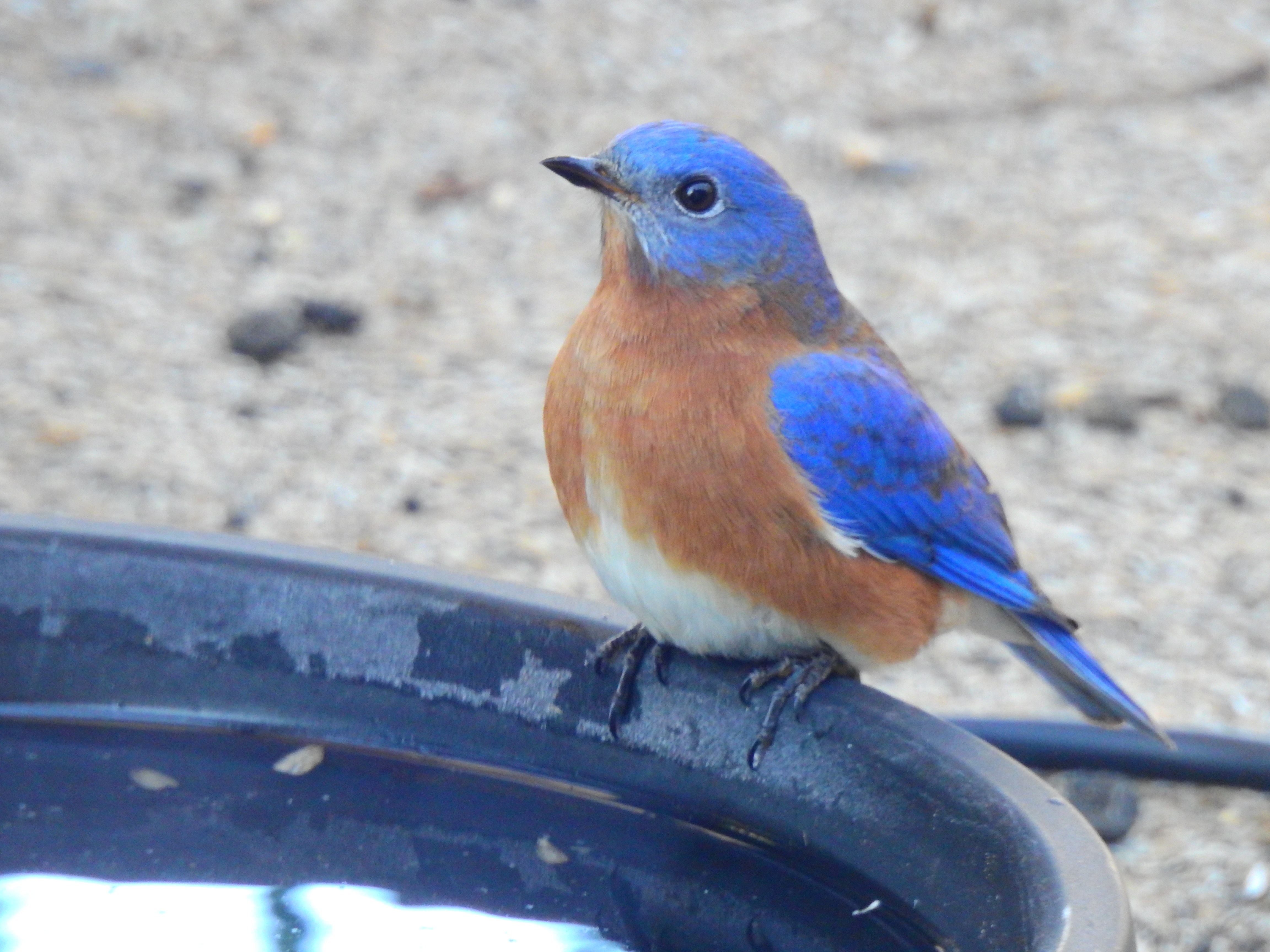 Male Bluebird in Epping NH 