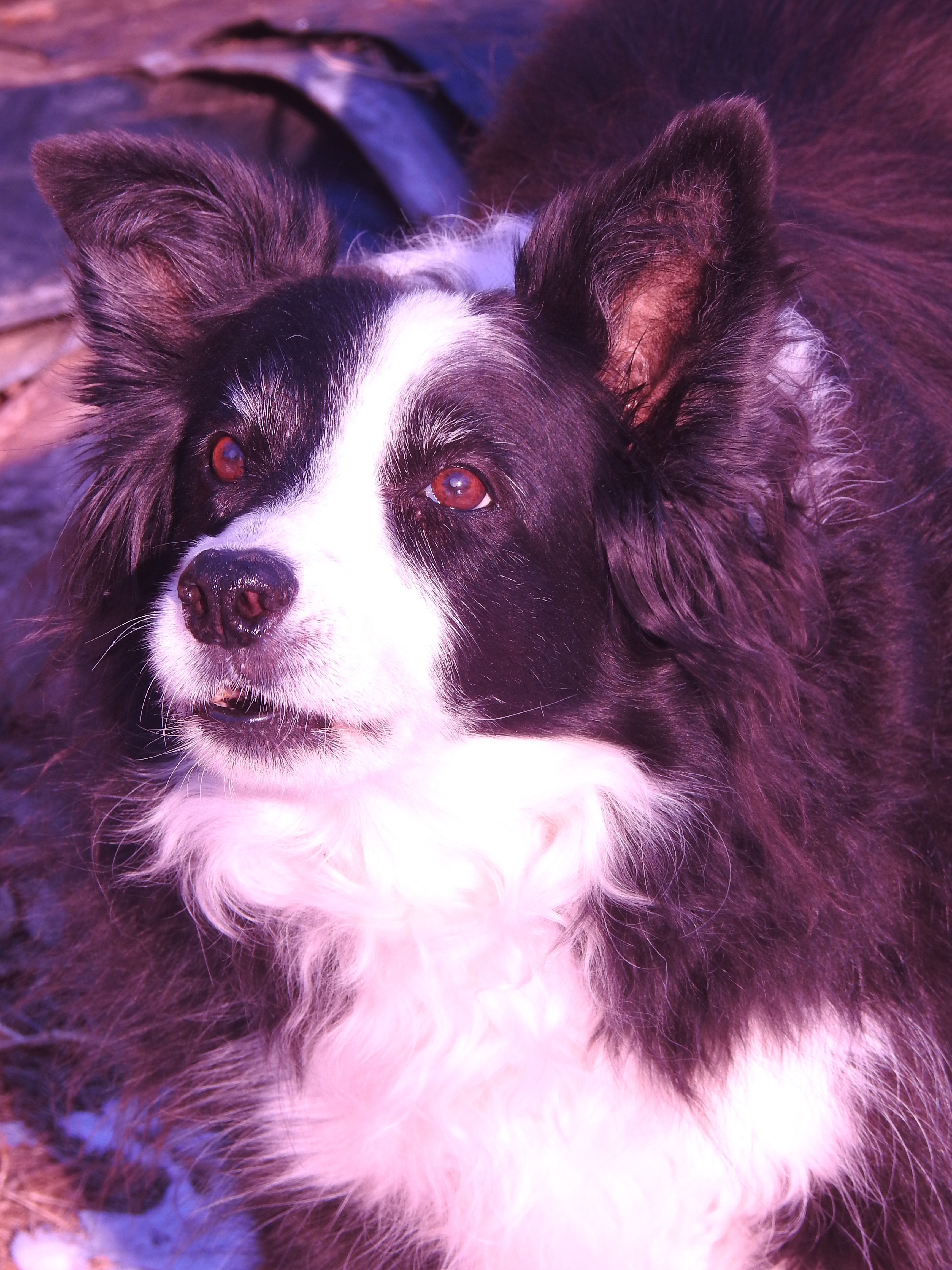 JT our Female Border Collie in NH