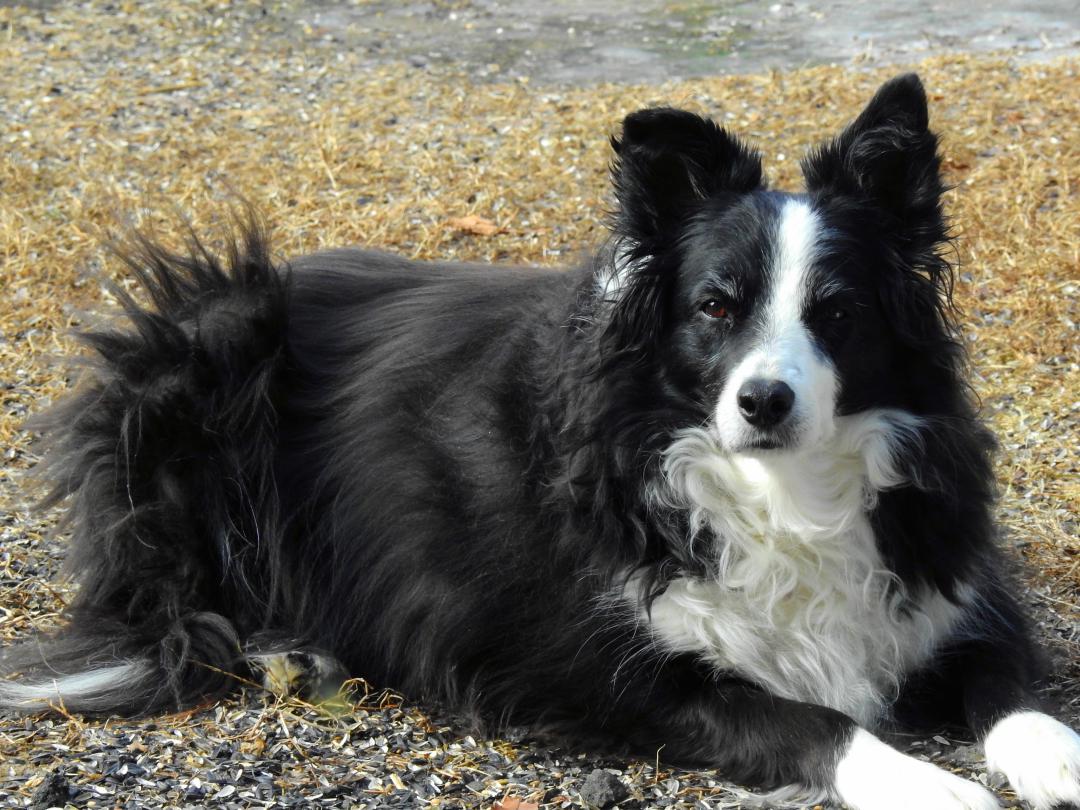 Our Border Collie