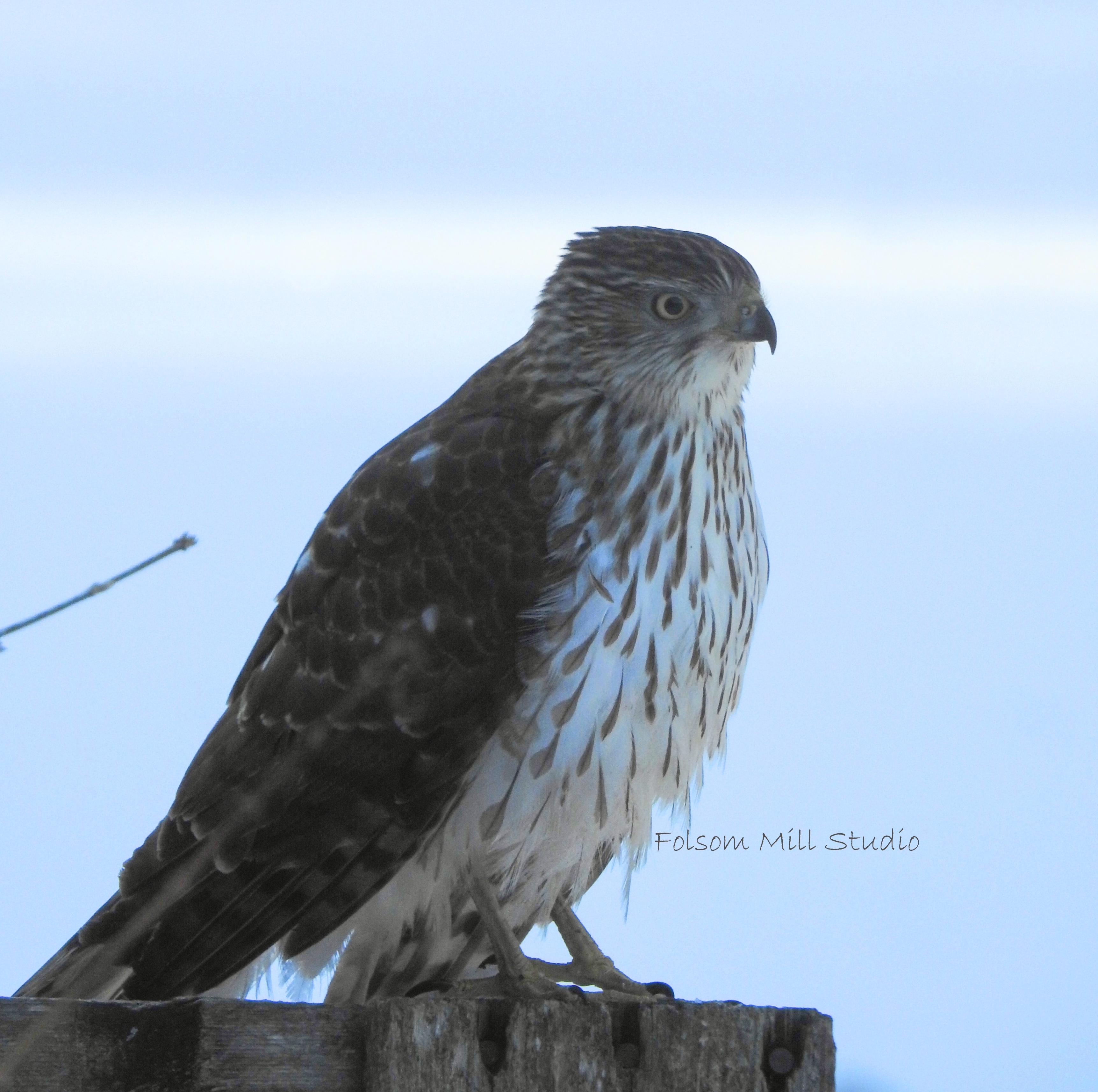 Side View of a visiting Cooper's Hawk