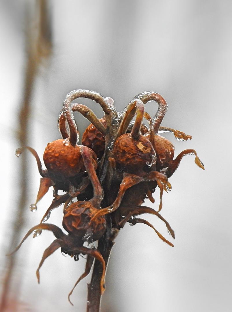 Rose Hips under ice.