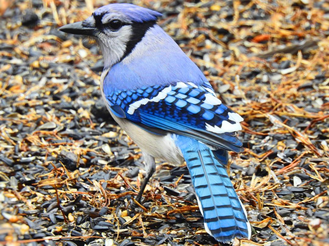 Blue Jay