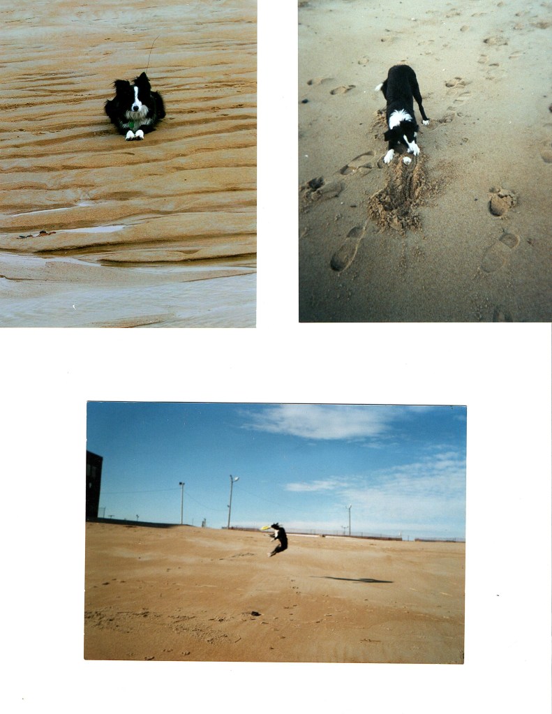 border collie on the beach