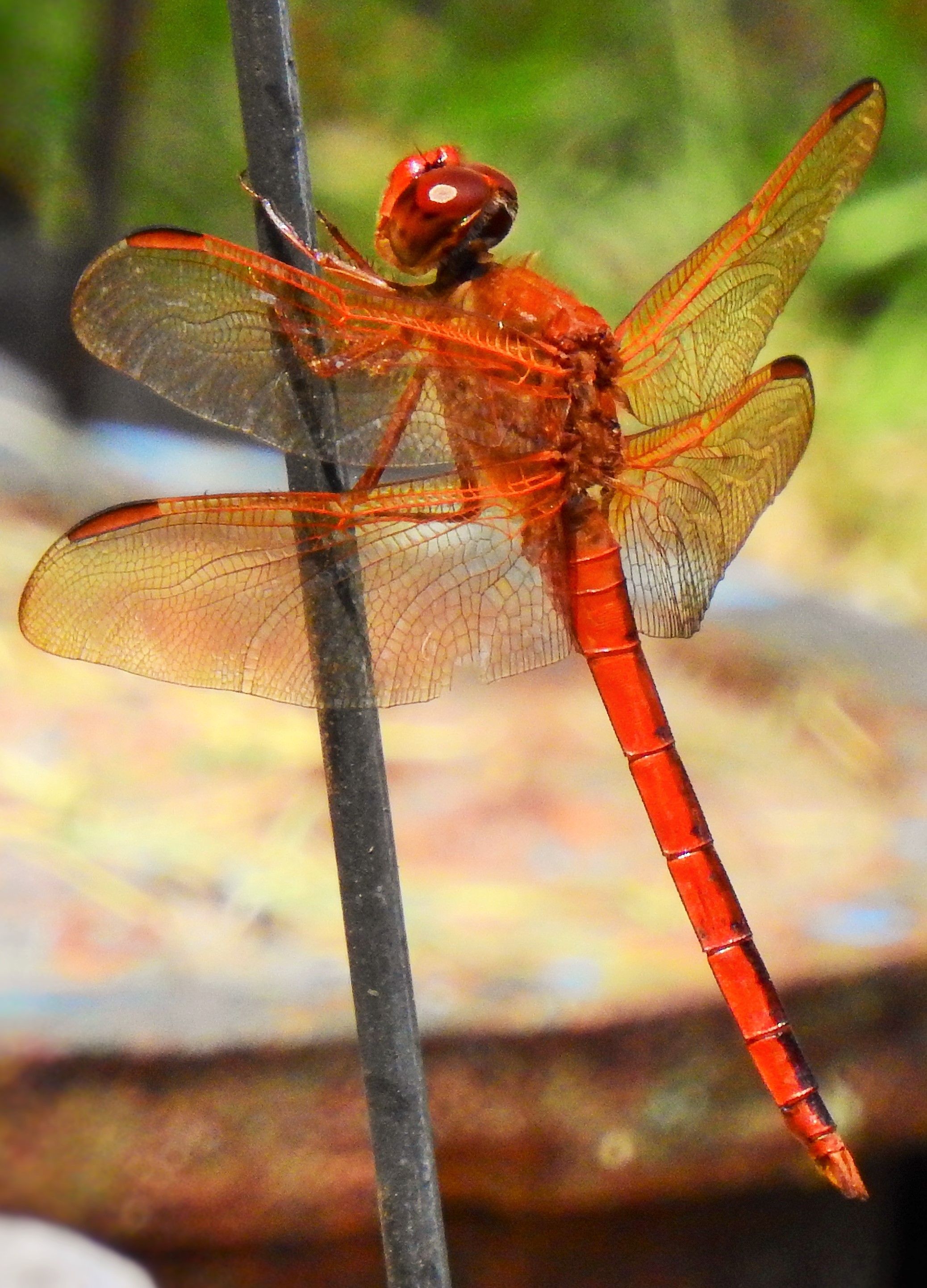 Cardinal Meadow-hawk Dragonfly