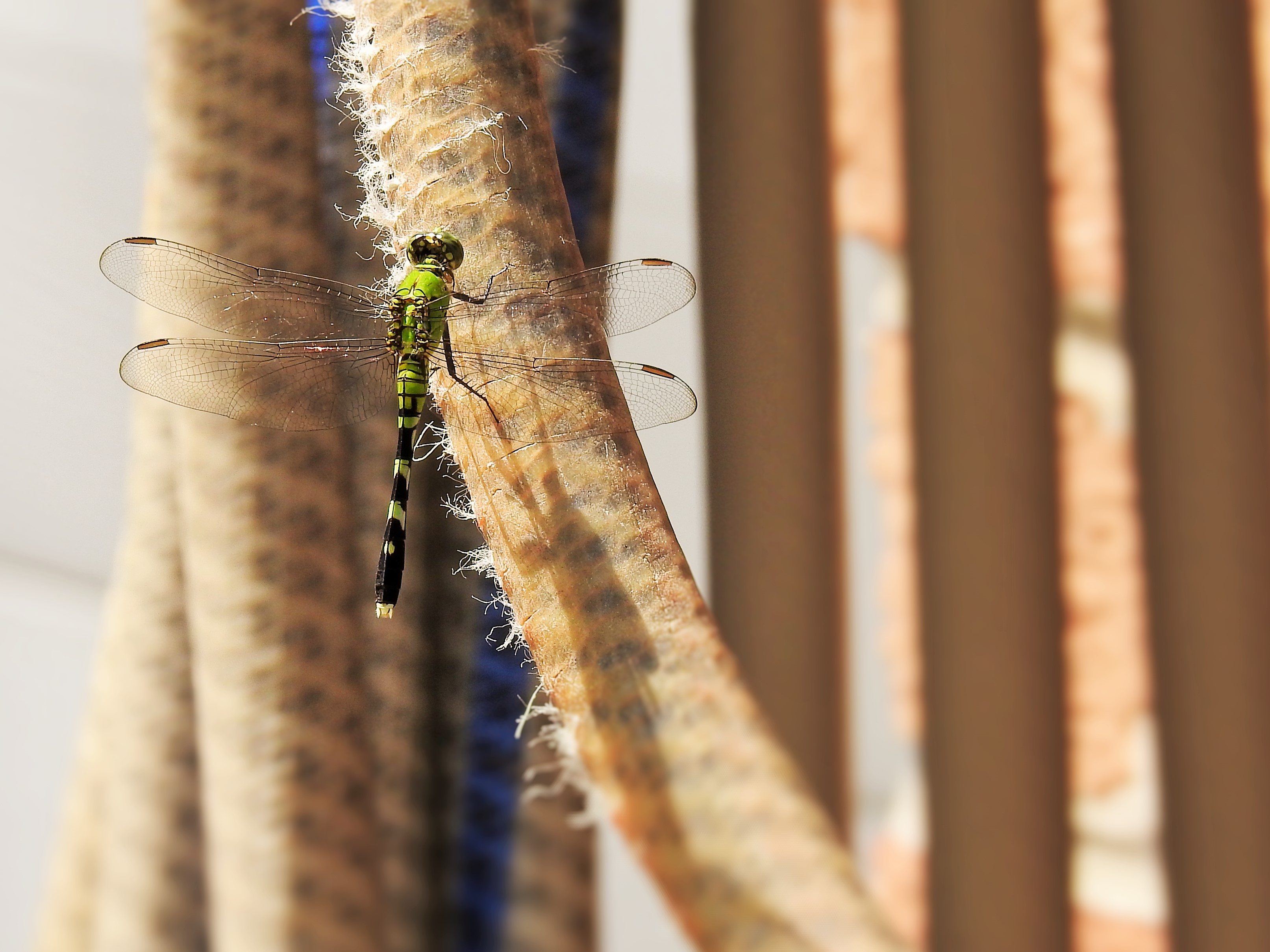 Another close-up shot