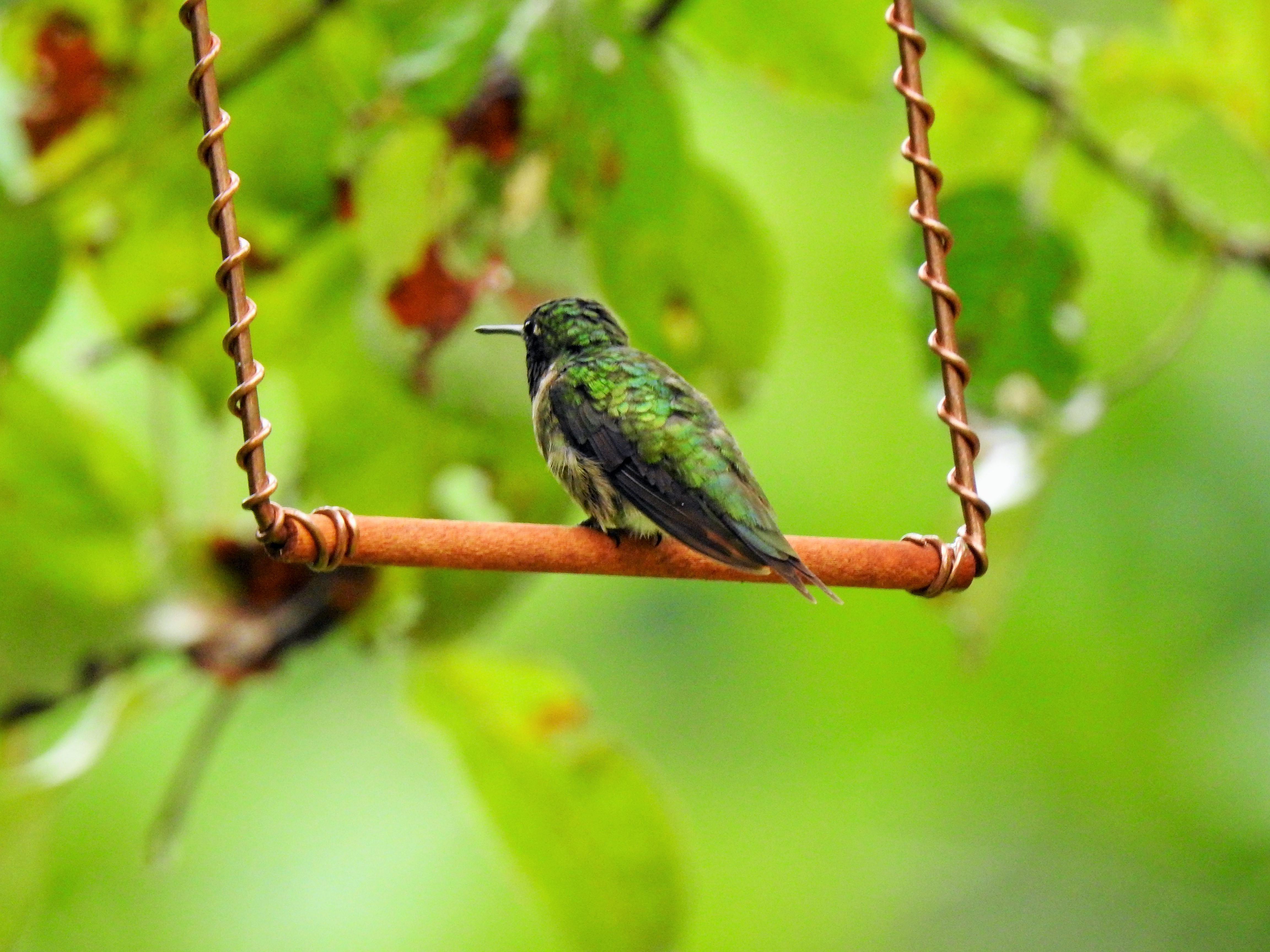 Add things in your gardens the wildlife will use them as did this swing and Hummingbird