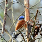 Beautiful Bluebirds