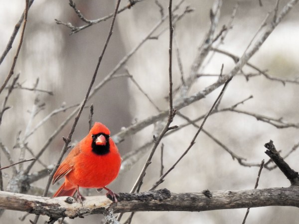 Male Cardinal perched on a branch.