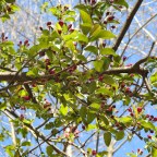 Blossoms Taking Over