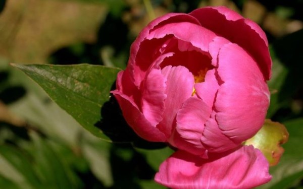 Peony just starting to open n my garden in NH