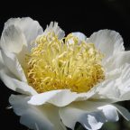 FOTD-October 4, 2022-Peony