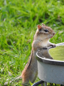 Showing how far crops are along in the early growing season in Zone 6 