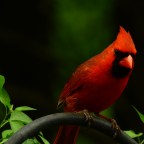 Christmas Was Quiet but We Had Lights