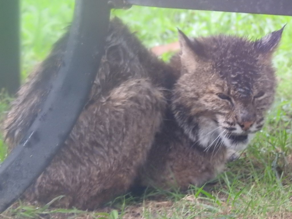 Crying Bobcat