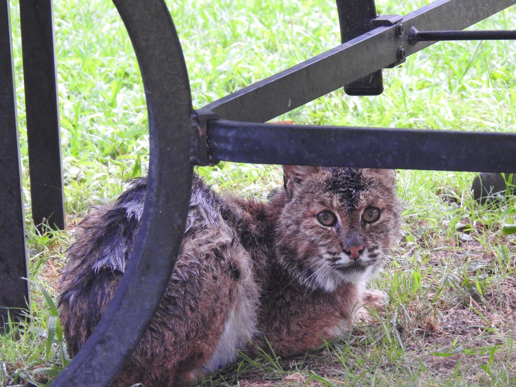 NH BOBCAT