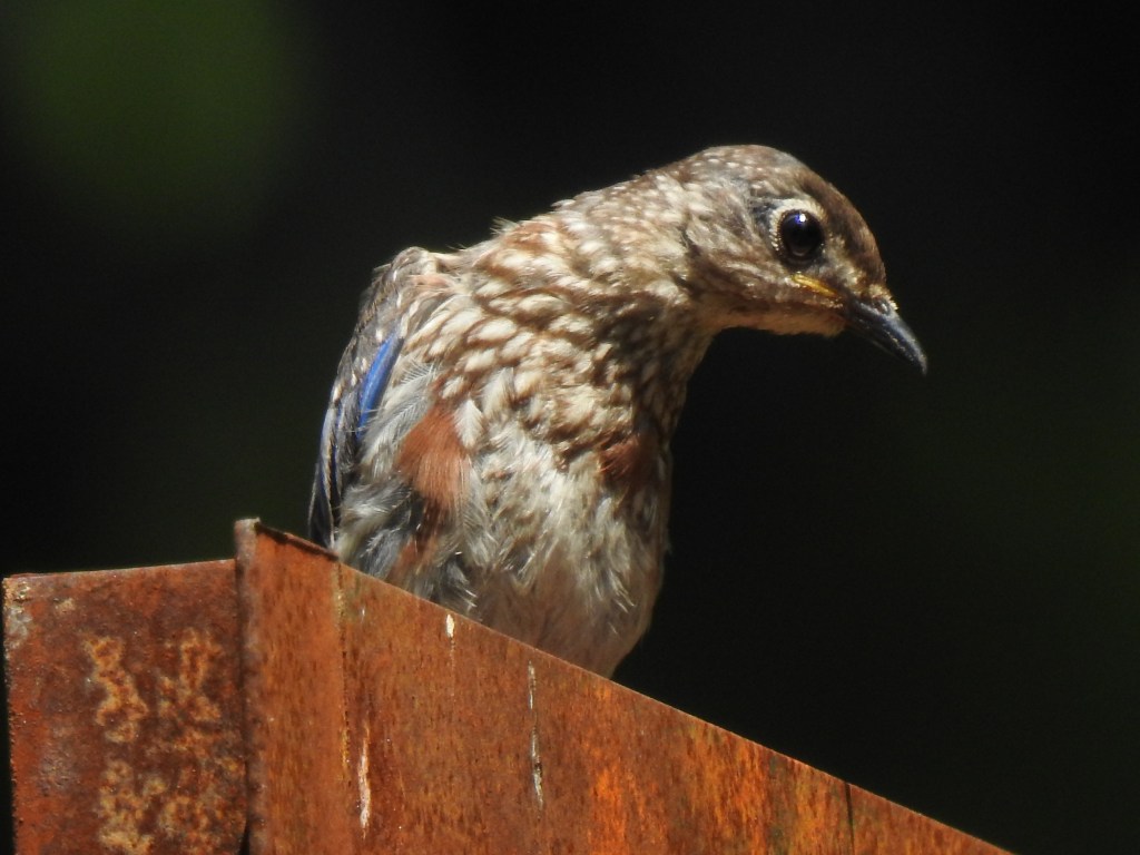 baby bluebird