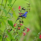 Garden Chores Winding Down