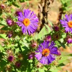 Hummers are gone but bees remain