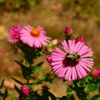 FOTD-Aster-September 19, 2022