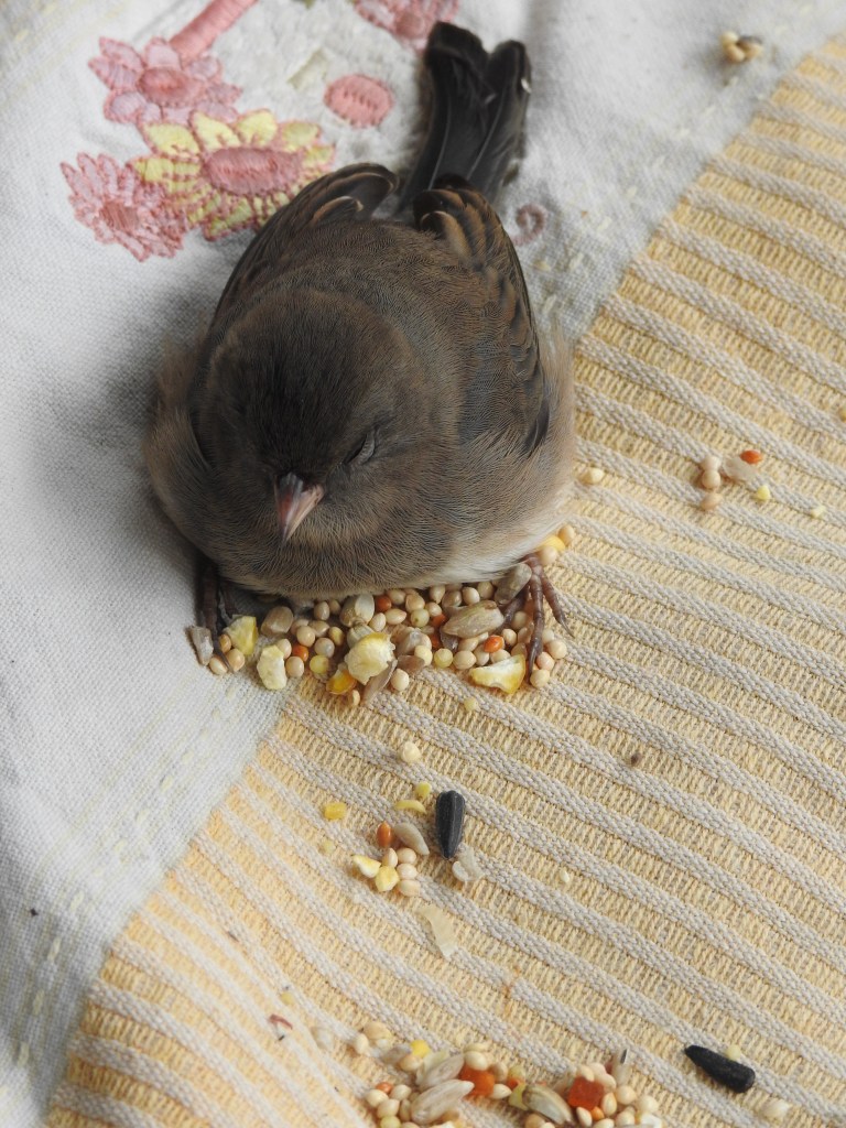 Injured Dark Eyed Junco 