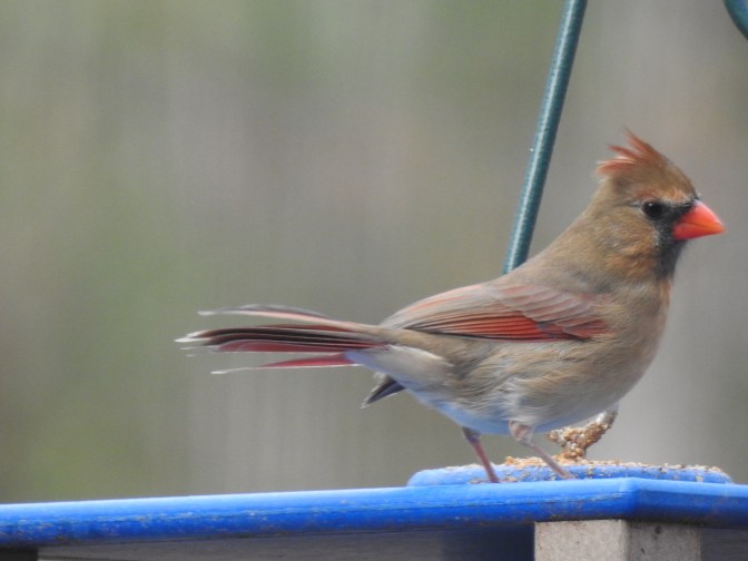 Female Northern Cardinal in Autumn 