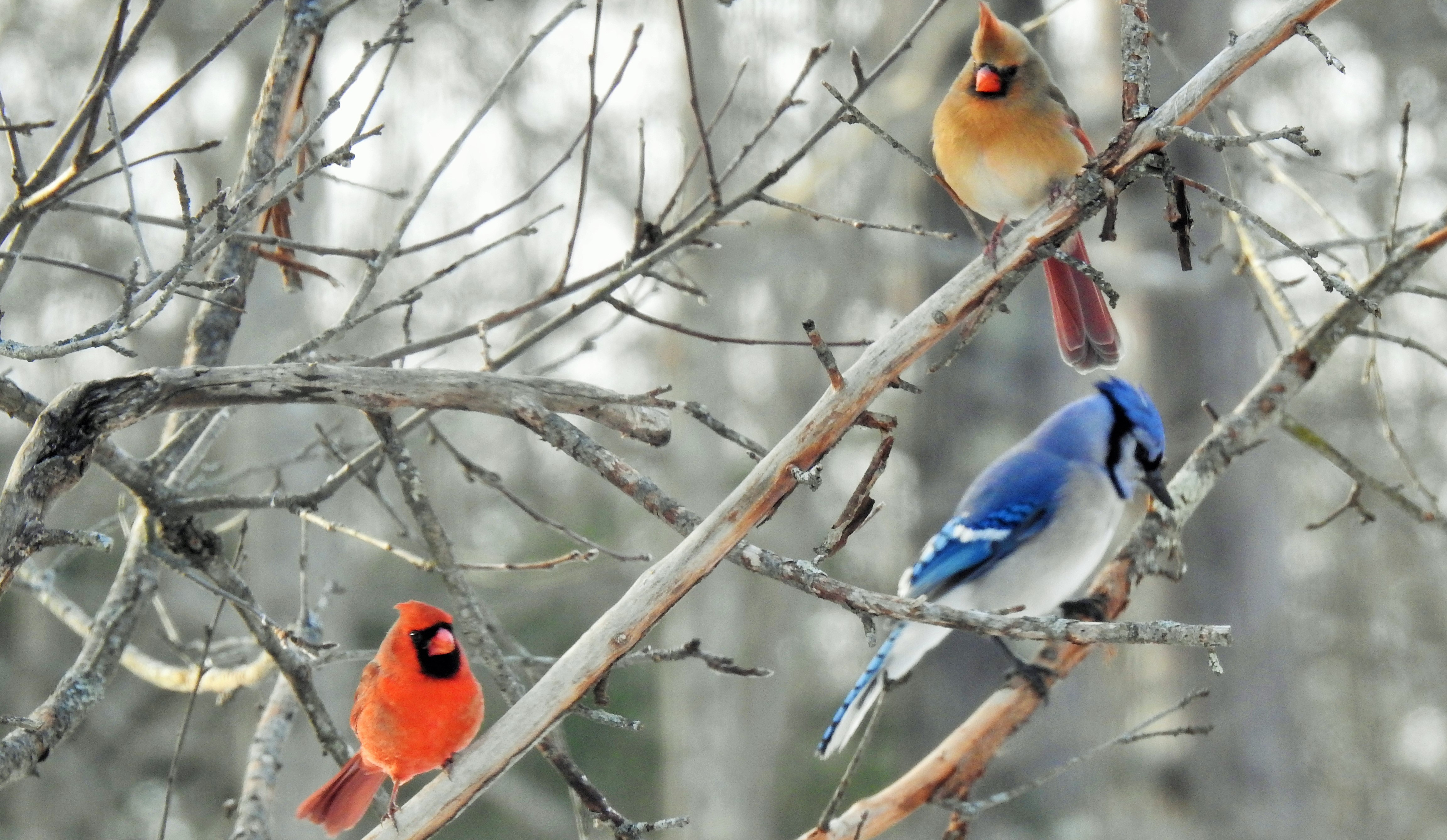 Male and Female Northern Cardinals with Blue Jay